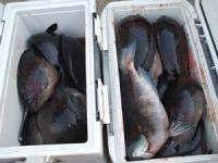 ���s�@��������@��������N�[���[�Q���^��