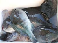 ���삳��̃N�[���[