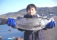 ���� �Ð쎁 ��޷(2.2kg)