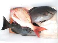 �����@�{�c����N���@�}�_�C