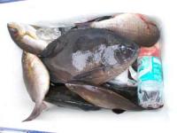 �{��@�]������N���@�P,�S�L���@�C�T�L