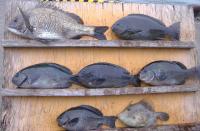 �򓇁@�㓡��(800�`1.6�s)