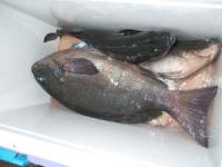 ���s�@�ɓ�����N���@�P,�T�L���@