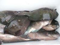 �{��@�E�c����̒މ�