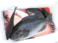 ���@���{����N���@�^�C�@�C�T�L