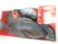 ���s�@��������N���@�U�O�O�`�P,�T�L���@�S��