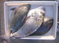 �򓇁@�b�㎁(1�`1.2k)