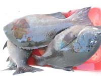 �^�q����̃N�[���[