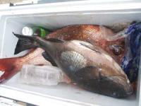 �e�r����̃N�[���[�}�_�C�@�Q,�X�L���@�N���@�S��