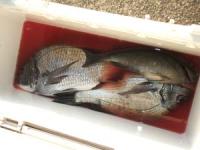 ���@���؂���N���@�`�k�@�v�R��