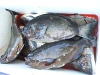 �����@�|������N���@�`�k�̒މ�