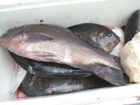 �L������̃N�[���[