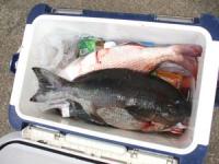 �]������̃N�[���[�@�N���@�}�_�C�@�n�^�@���C�J