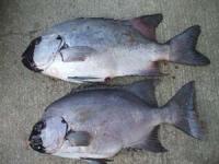 ��������U�Q�Z���`�@�S,�U�L���@�T�V�Z���`�@�R,�V�L��