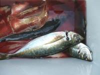 ��������@��ނ�A�W�Q�T�`�R�T�Z���`