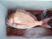 �܂��ӂ݂���@�}�_�C�@�A�W