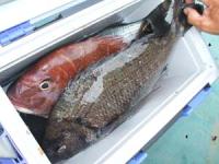 ���o�G�̒މ�