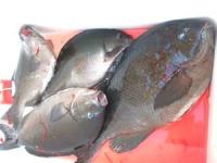 �{��@��コ��N���̒މ�