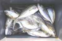 �R�莁�@��