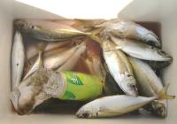 �C�쎁�@��