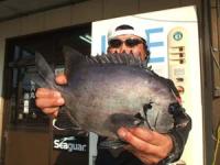 ���@���؂���@�C�V�_�C