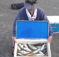 �Lʴ��ނ��{���@��