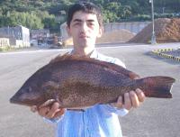 ��ʴ��ނ荕�m�c����޽(1.96kg)