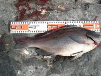 �k�Y���@���g����@49����