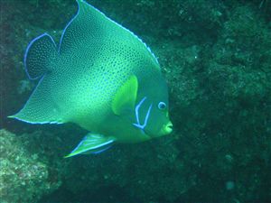 サザナミヤッコ成魚 宮崎でダイビングを楽しむなら延岡マリンサービス