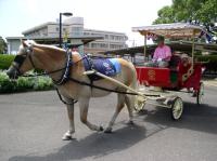 ポニー馬車