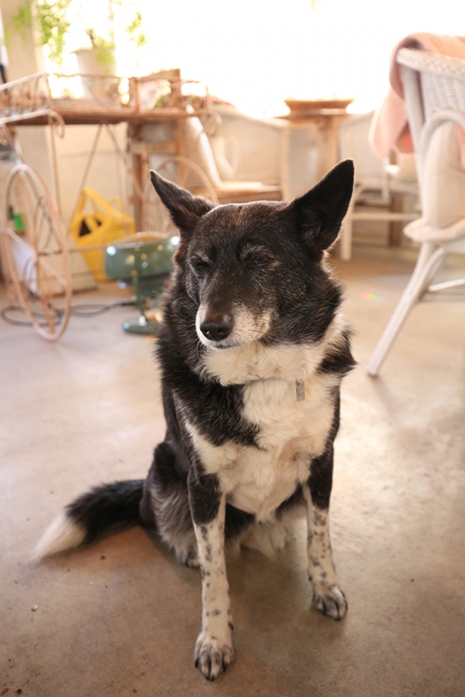 南阿蘇 のほほんcafe Bois Joli ボアジョリ